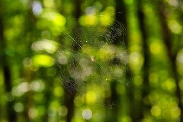 Wall Mural - Spider on the web in the sunshine