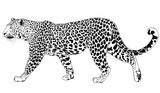 Fototapeta Konie - snarling face of a leopard painted by hand on a white background tattoo