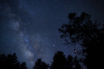 Wall Mural - milky way stars above towering pine trees in the forest