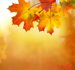 Fototapete -  Colorful foliage in the park. Falling  leaves natural background .Autumn season concept
