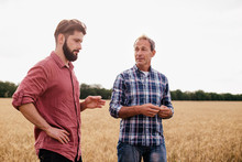 Two Farmers Stand In A Wheat Field .Agronomists Discuss Harvest And Crops Among Ears Of Wheat