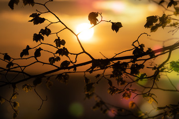 Wall Mural - abstract floral blurred background. plants at sunset on bokeh background