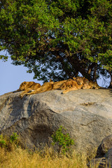 Wall Mural - Group of young lions lying on rocks - beautiful scenery of savanna at sunset. Wildlife Safari in Serengeti National Park, Masai Mara, Tanzania, Africa