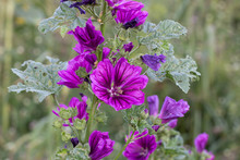 Flowers Of A Wild Mallow In A Field, Also Called Malva Sylvestris, Rosspappel Or Wilde Malve