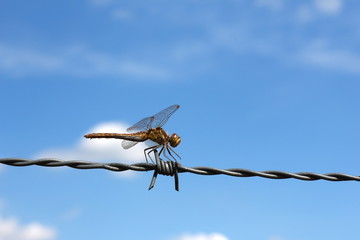 Dragonfly resting on barbed wire. Concept image illustrating fragile nature versus industrial metal objects. With copy space.