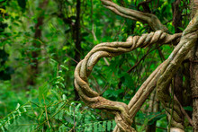 Vines That Are Twisted Like A Rope