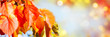 Autumn colorful leaves on sunny day. Beautiful autumn banner, soft focus
