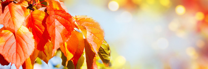 Wall Mural - Autumn colorful leaves on sunny day. Beautiful autumn banner, soft focus