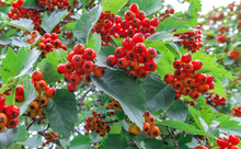Red Hawthorn Berries With Green Leaves