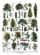 Tree Collection Isolated On White Background, Green Forest Trees Decoration For Wallpaper Or Prints. With Names / Antique Vintage Illustration From La Rousse XX Sciele 1