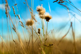 Fototapeta Dmuchawce - grass and sky
