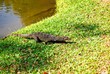 Monitor lizard emerged from the water on green grass