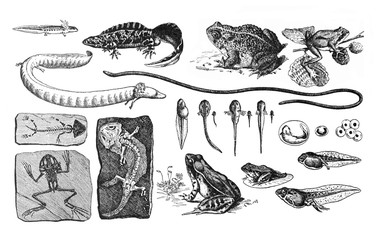 frog metamorphosis collage. the life cycle of the frog / antique engraved illustration from from la 