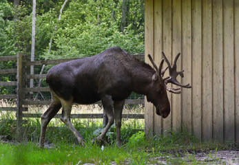 Moose, summer