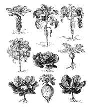 Forage Plants, Vegetables Collection / Antique Vintage Illustration From La Rousse XX Sciele 