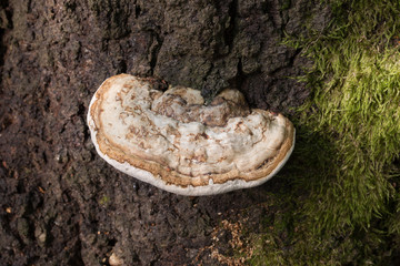 Wall Mural - polypore fungus on tree trunk