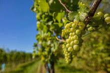 Green Grapes In Summer Vineyards