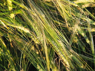 Wall Mural - farm field. ripe ears of wheat. harvest. late summer