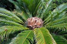 Japanese Sago Palm Or Cycas Revoluta Plant.