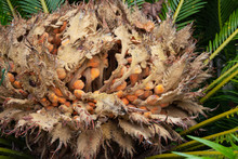 Japanese Sago Palm Or Cycas Revoluta Plant Female Reproductive Structure Closeup.