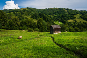 Canvas Print - Beautiful landscape in Maramures county , Romania