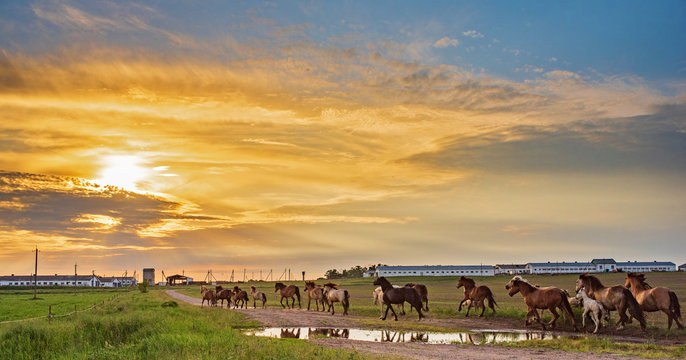 Herd of horses running along the road to the farm in the evening.