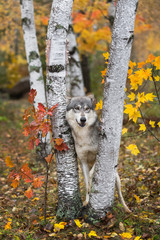 Wall Mural - Grey Wolf (Canis lupus) Stands Between Birch Trees Ears Back Autumn