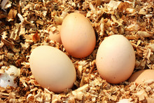 Close-up Three Chicken Eggs On A Pile Of Sawdust