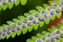 Male Fern From Under The Leaf