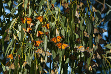 Winter Quarters - Monarch Butterflies Begin To Gather To Stay Warm For The Winter. Monarch Butterfly Grove, Pismo State Beach, California, USA