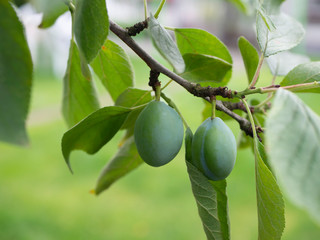 Unripe green plumps on tree