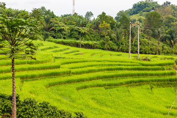 Sticker - rice fields between lake Toba and Sipirok