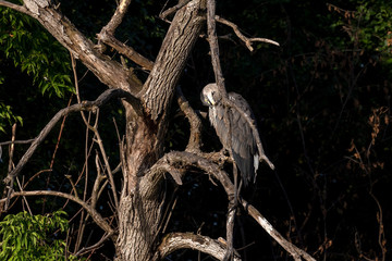 Poster - Young great blue heron sitting on a tree