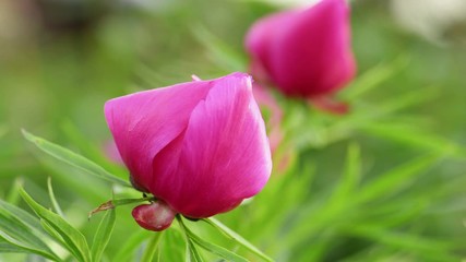 Fotomurales - Pink peony flowers spring background