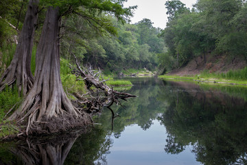suwanee river scene in north florida