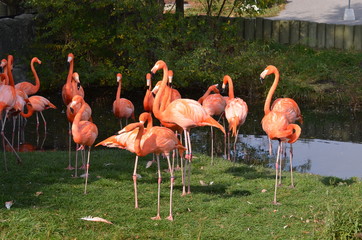 Plakat natura flamingo zwierzę ptak egzotyczny