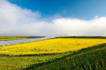 Wall Mural - Rape flower fields  and white clouds and blue sky