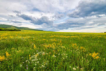 Wall Mural - The wild flowers and cloudscape in summer grassland of Hulunbuir  of  China.