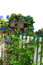 Isolated Old Metal Mailboxes Behind White Picket Fence And Morning Glory Vines Tumbling Down And Twisted Around.