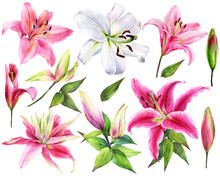 Hand Drawn Elegant Lilies, White, Pink Lily Flowers On An Isolated White Background, Watercolor Flower, Stock Illustration, Big Collection, Set.