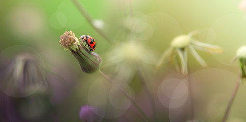 Sticker - Beautiful Ladybug in Garden