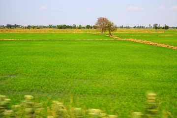 green field and tree