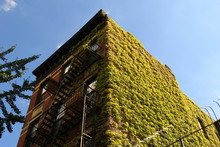 Ivy On Apartments