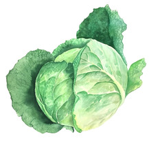 Green Savoy Cabbage Vintage Watercolor Botanical Illustration Isolated On A White Background