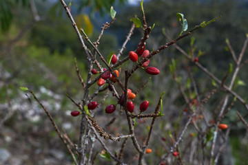 Sticker - Coca seed from a dry tree on a sunny day