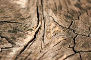 Wall Mural - Closeup shot of a round slice of tree with annual rings and cracks