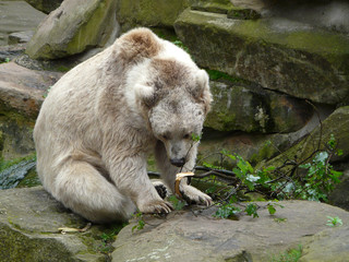 Wall Mural - Closeup shot of polar bear in the zoo