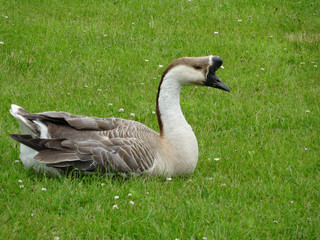 Poster - Closeup shot of Canada goose on green grass