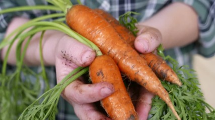 Sticker - Ripe carrots in a hands of a farmer