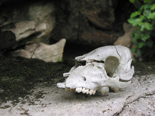 Wall Mural - Closeup shot of skull of sheep in animal graveyard